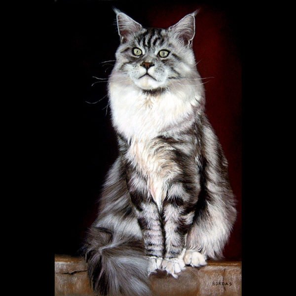 Maincoon au pastel par M. Bordas